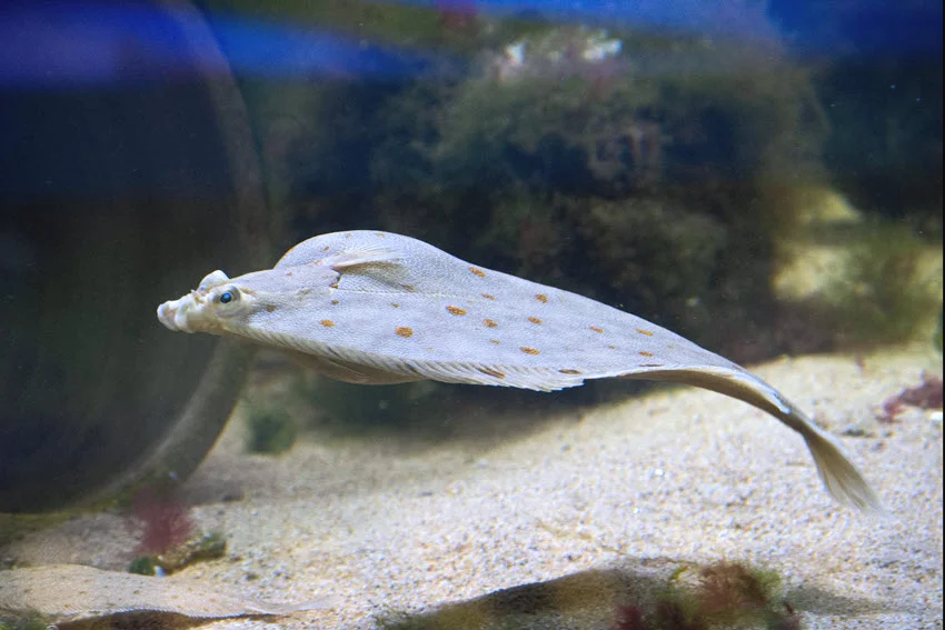 Close view of a European Flounder swimming above a sandy bottom, showing its pale body and small orange spots.