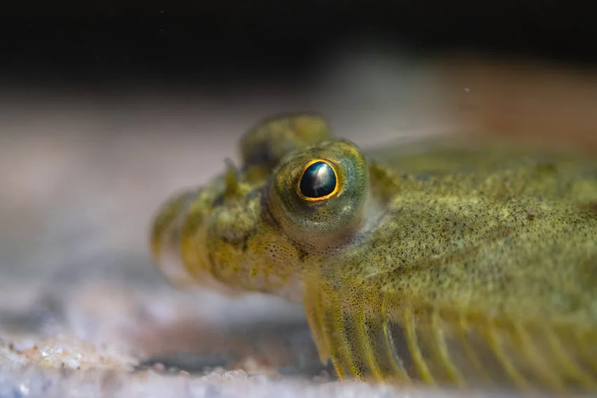 Close view of a European Flounder eye and head camouflaged against a sandy bottom in shallow coastal habitat.