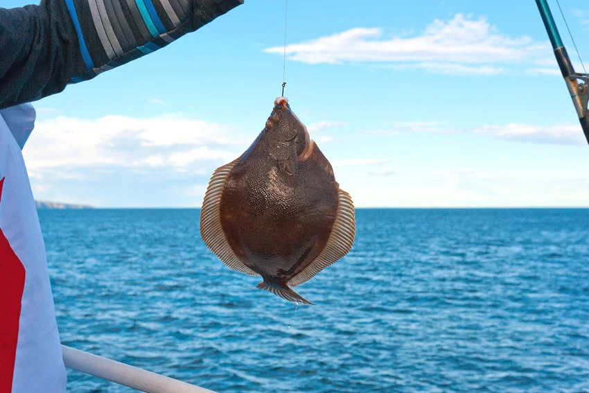 Flounder hanging from a fishing line beside a boat over open coastal water after being caught.