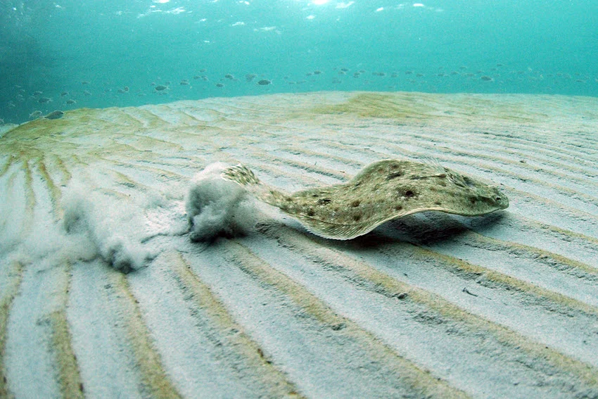 Underwater view of a Flounder swimming over rippled sand in clear shallow coastal water, showing its flat camouflaged body and bottom-hugging movement.