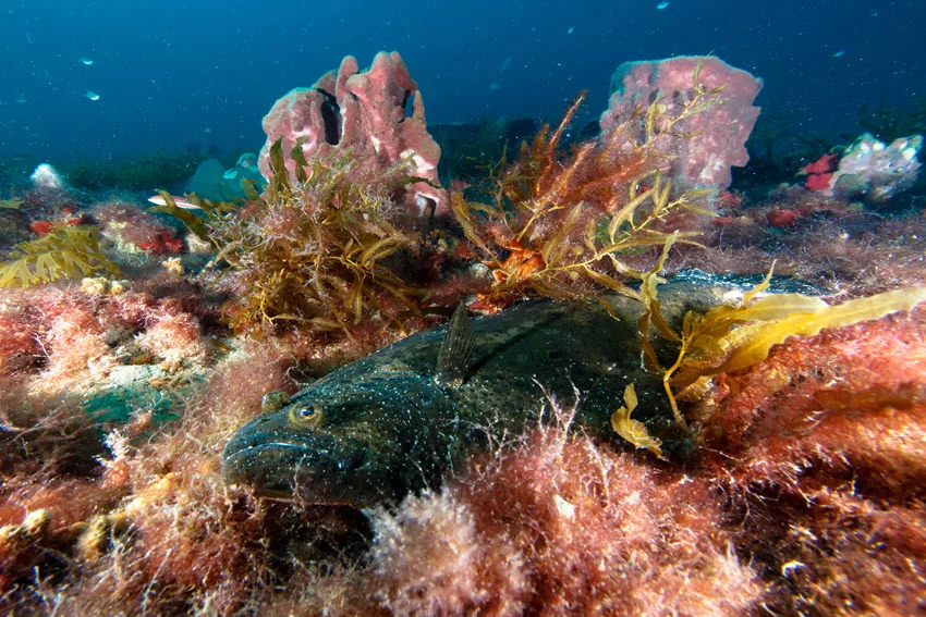 Underwater view of a Gulf Flounder hiding among seaweed, coral, and reef growth in clear underwater habitat with natural camouflage.