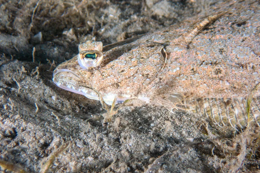 Focused shot of a Southern Flounder camouflaged against a sandy seafloor, with both eyes visible above the bottom.
