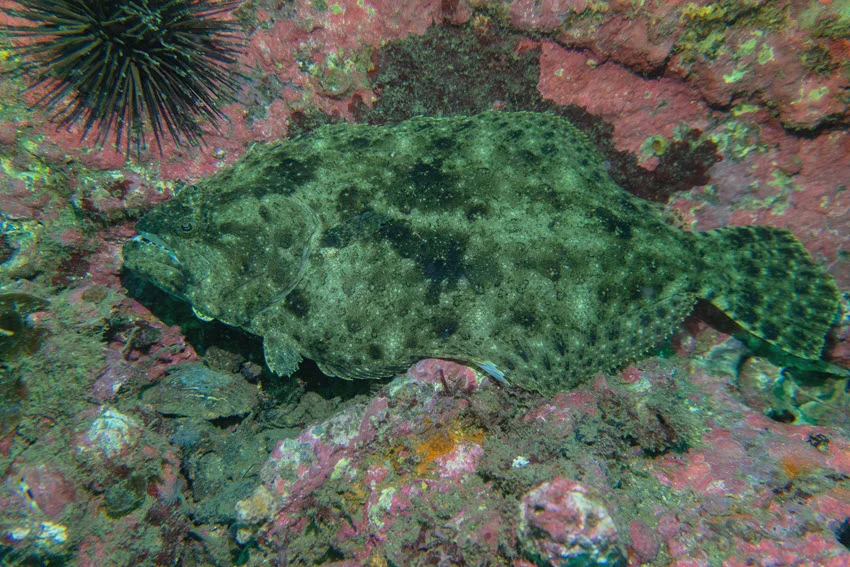 Underwater view of a Summer Flounder resting on colorful rocky bottom structure, with strong camouflage that helps it blend into reef habitat.
