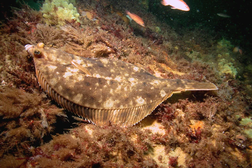 Winter Flounder resting on an underwater reef bottom with mottled brown camouflage, rough structure, and scattered marine growth around it.