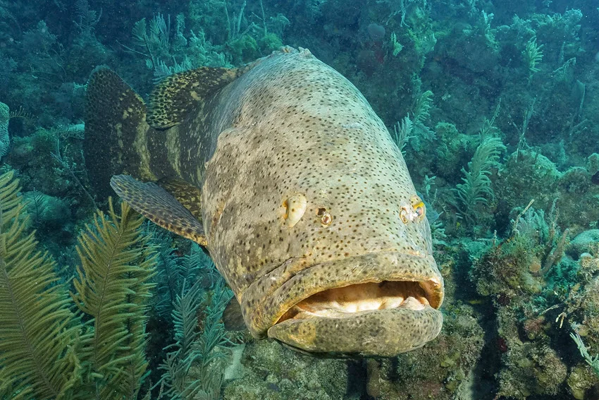 Close view of an Atlantic Goliath Grouper facing the camera on a coral reef in clear tropical water.
