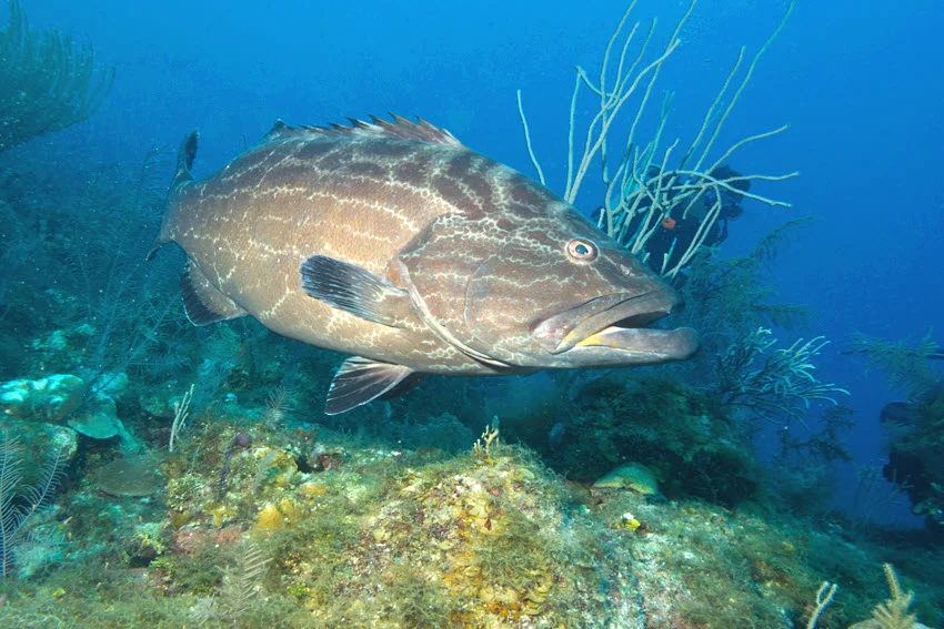 Underwater view of a Black Grouper cruising beside a coral reef with sea fans and blue water behind it.