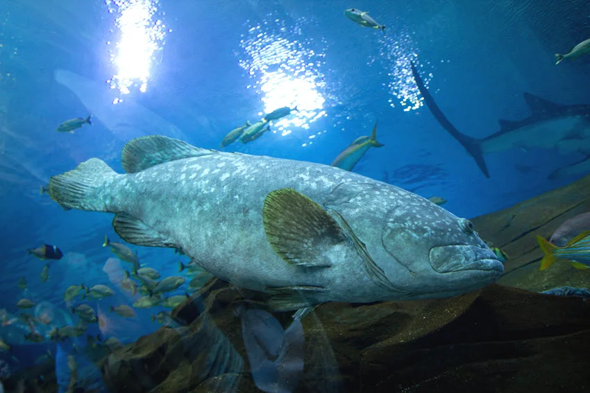 Scenic view of a Gag Grouper in clear blue aquarium water with smaller fish swimming in the background.