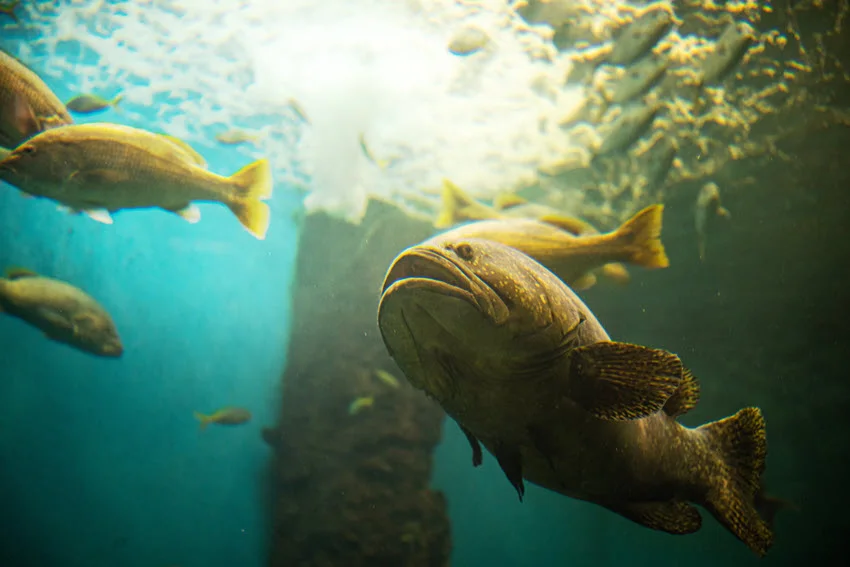 Underwater view of a Giant Grouper swimming through clear blue water with smaller reef fish nearby in a tropical reef scene.