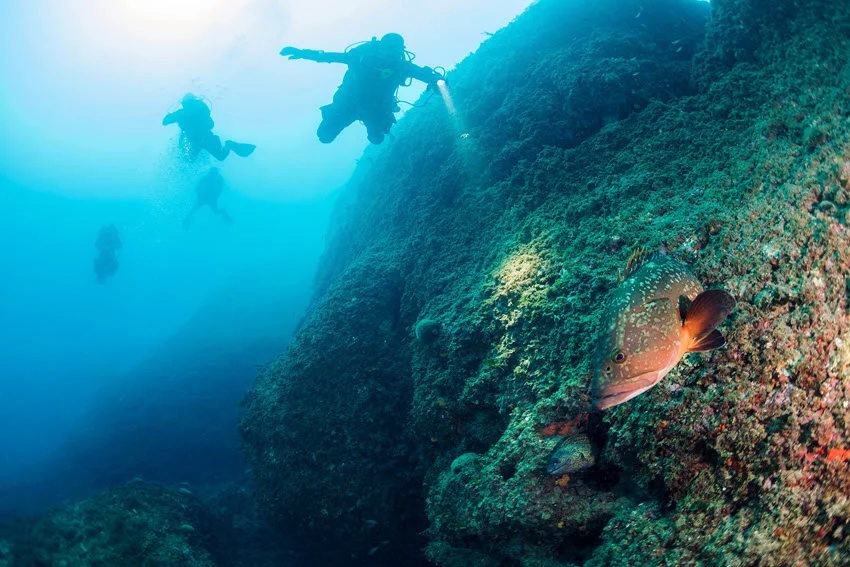 View of divers lighting a Grouper on a reef wall with open blue water and marine life nearby.