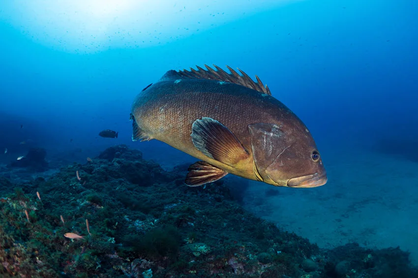 View of a Grouper swimming over a rocky reef slope in clear blue water with open sand nearby.