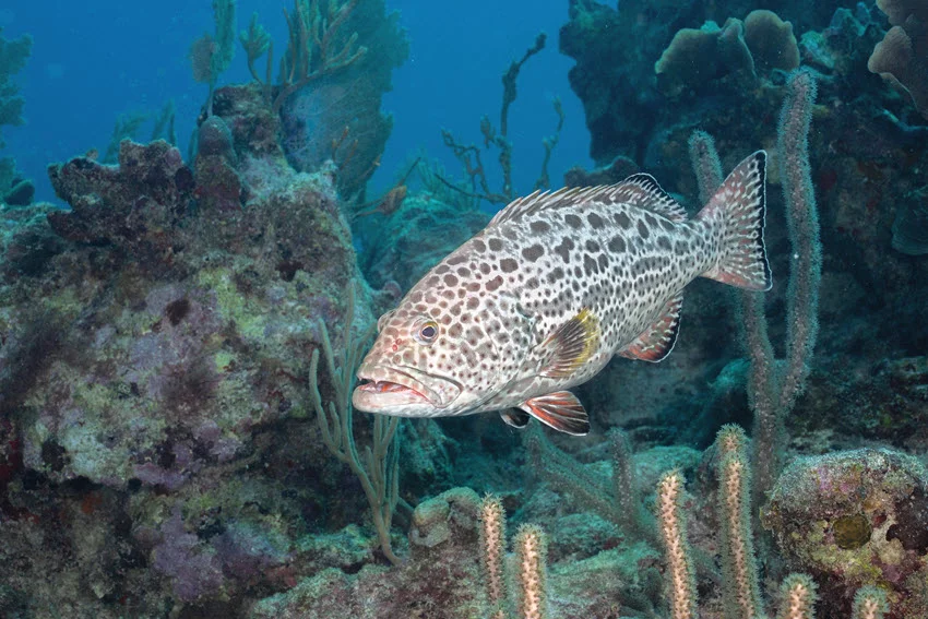 Focused shot of a Yellowfin Grouper swimming across a coral reef, clearly showing spotted markings and yellow fins.