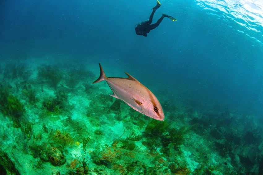 Underwater view of an Almaco Jack swimming over reef habitat with a diver in the background.