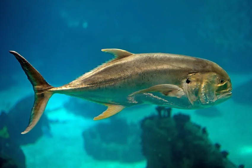 Close underwater view of a Crevalle Jack showing its large eye and deep silver body.