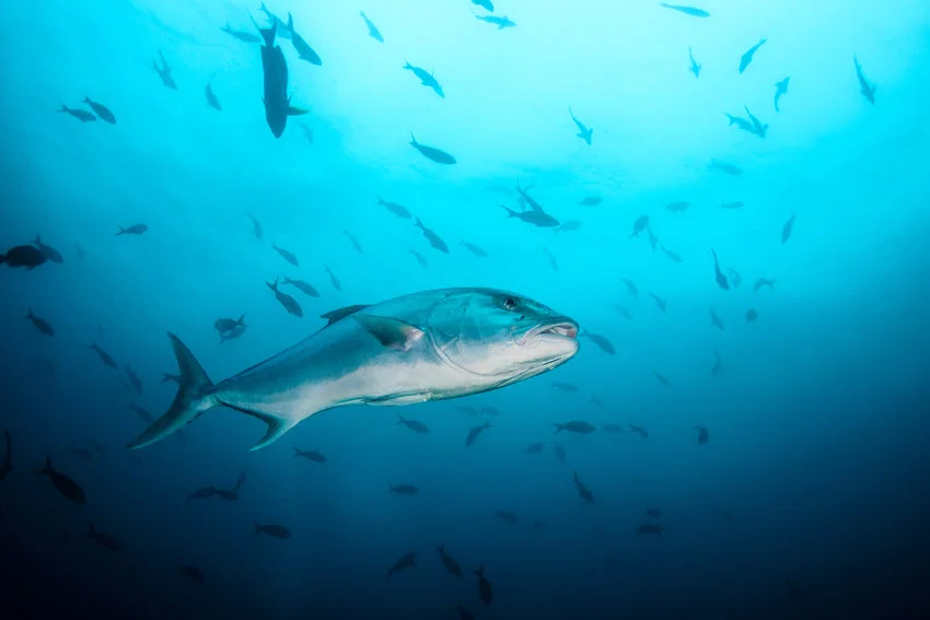 Underwater view of a Greater Amberjack swimming through blue water near Baja California.