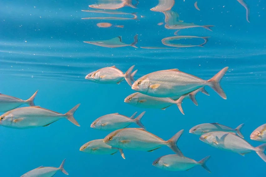 Underwater view of Jack fish swimming in a clear tropical water school near the surface.
