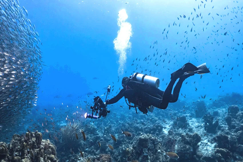 Close view of a diver filming a bait ball over a coral reef, useful for Jack fishing context.