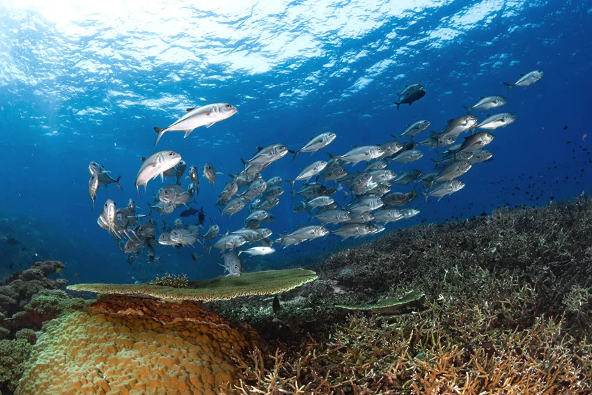 Underwater view of Jack schooling over a coral reef in clear blue water.