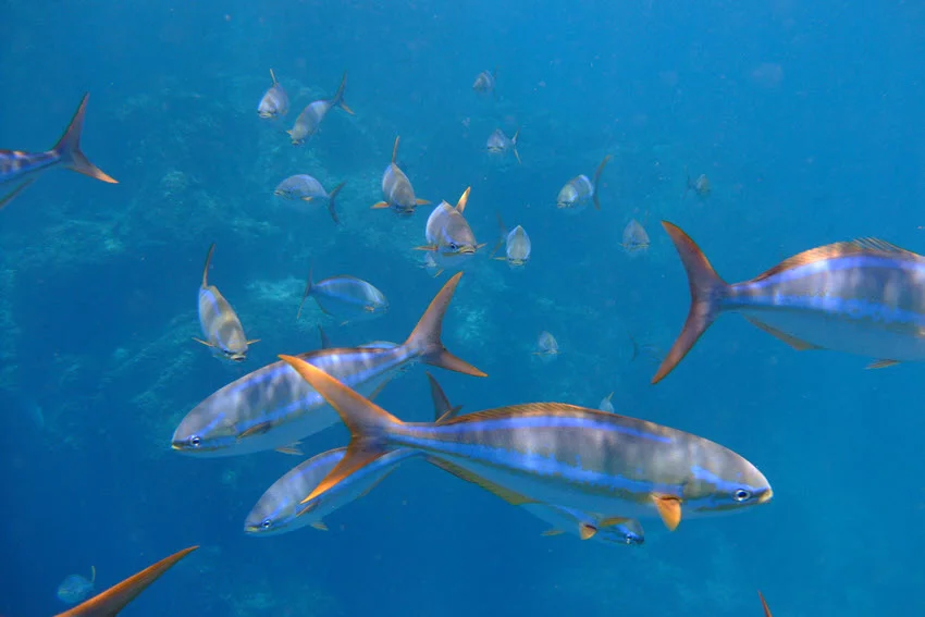 Underwater view of Rainbow Runner schooling in clear blue water with yellow stripes visible along their sides.