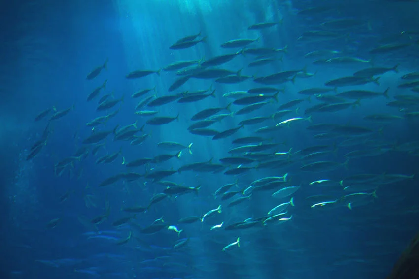 Scenic view of Atlantic Chub Mackerel schooling in blue water, with small silver bodies moving together in low light.