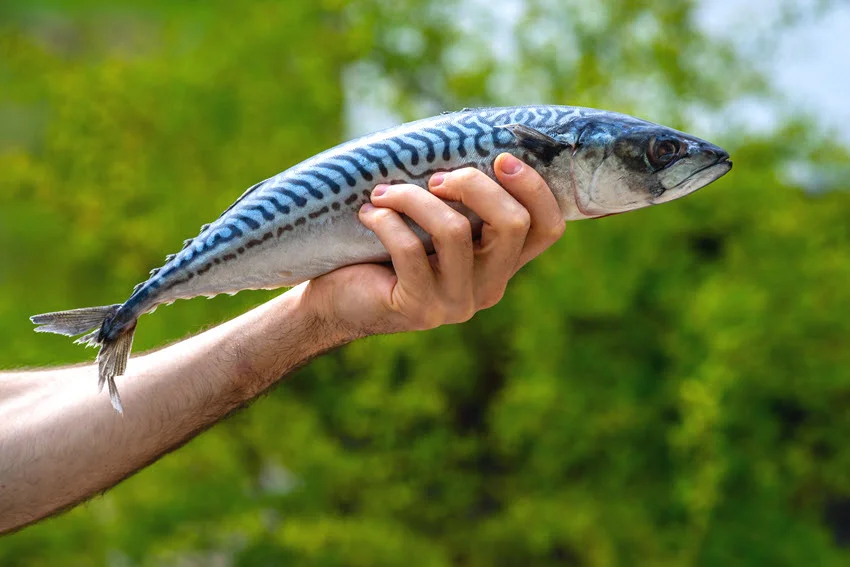 Angler holding an Atlantic Mackerel outdoors, showing the blue-green striped back, silver sides, and slim forked tail.