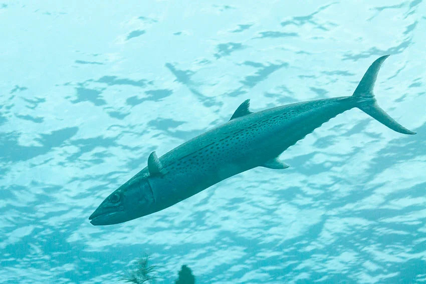 Underwater view of a Cero Mackerel swimming near the surface in clear tropical water, showing its long body and sharp profile.