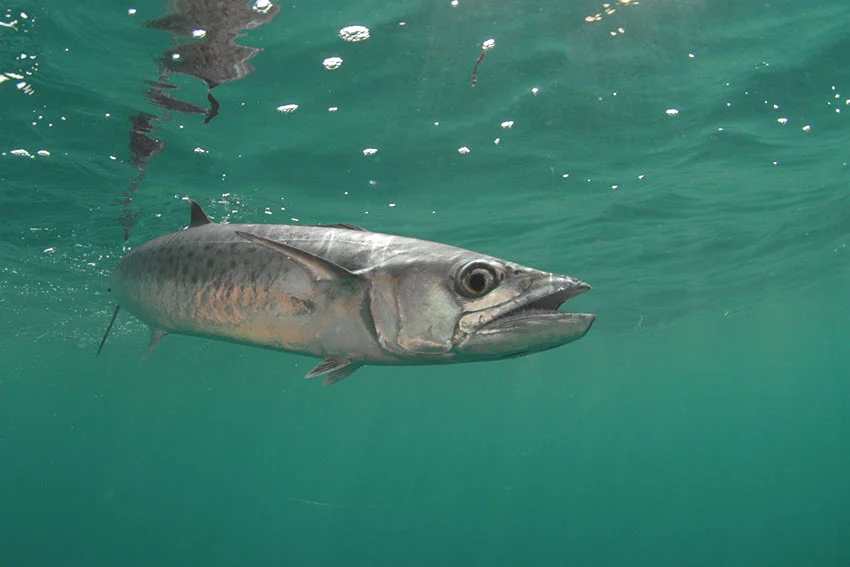 Close view of a King Mackerel swimming near the surface in clear water, showing its long body and forked tail.