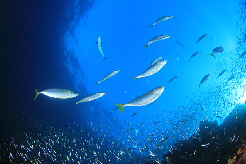 Action shot of Mackerel hunting sardines underwater, with fast-moving fish spread across deep blue water near a bait school.