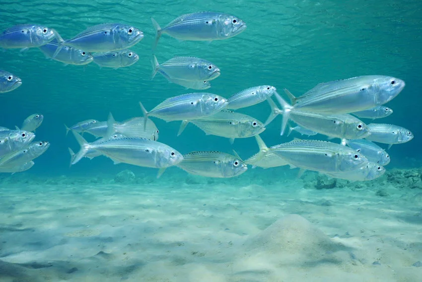 Underwater view of Mackerel schooling over a sandy seabed in clear shallow water, showing striped bodies and forked tails.