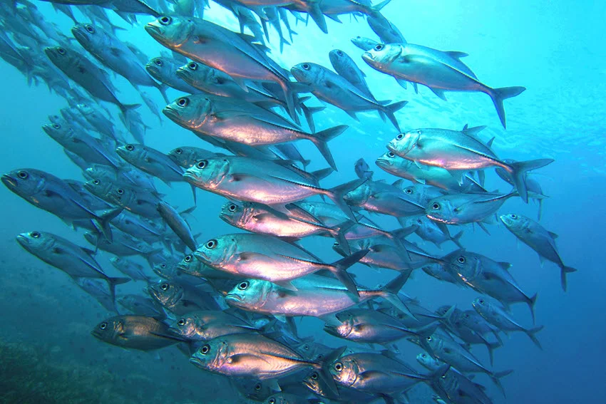 Underwater view of Mackerel schooling in blue water, with open mouths and silver bodies moving through the shoal.