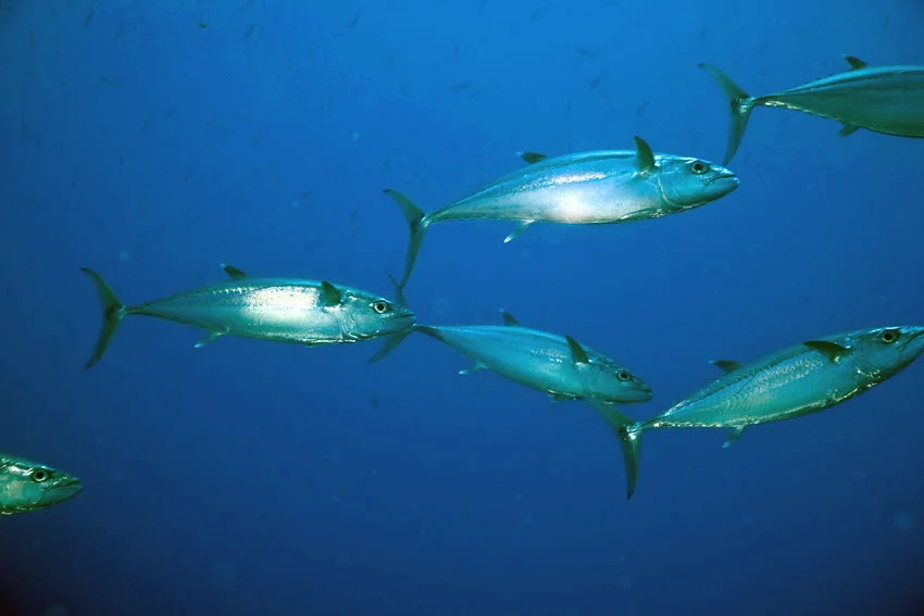 Underwater view of Spanish Mackerel schooling through open blue water, with streamlined silver bodies and forked tails visible.