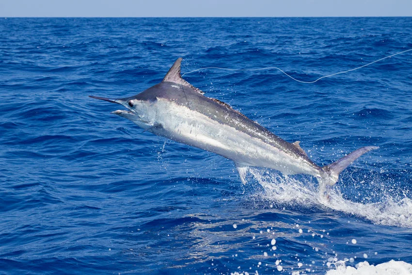 Black Marlin jumping across open blue water with a fishing line visible behind it.