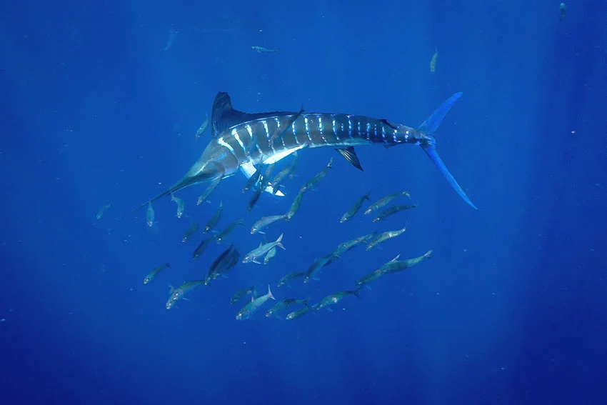 Underwater view of a Blue Marlin swimming above baitfish in deep blue offshore water.