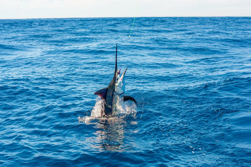 Types of Marlin: How to Identify and Catch Them.