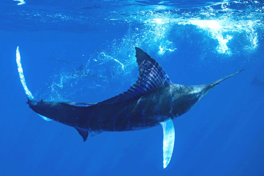 Underwater view of a Marlin swimming near the surface in clear offshore water.