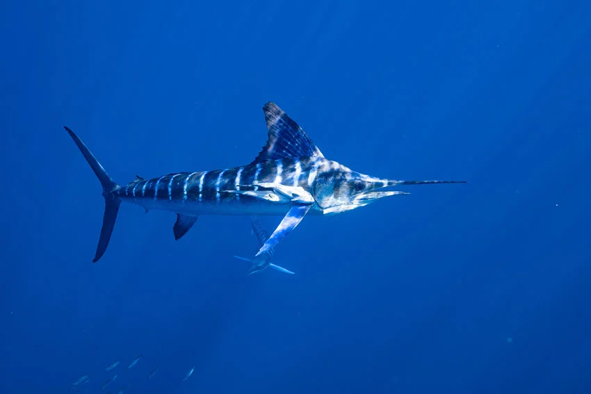 Underwater view of a Striped Marlin showing bold vertical bars while swimming through clear blue offshore water.