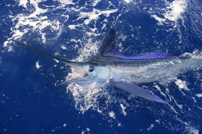 Close view of a hooked White Marlin near the surface with its dorsal fin raised in foamy blue water.