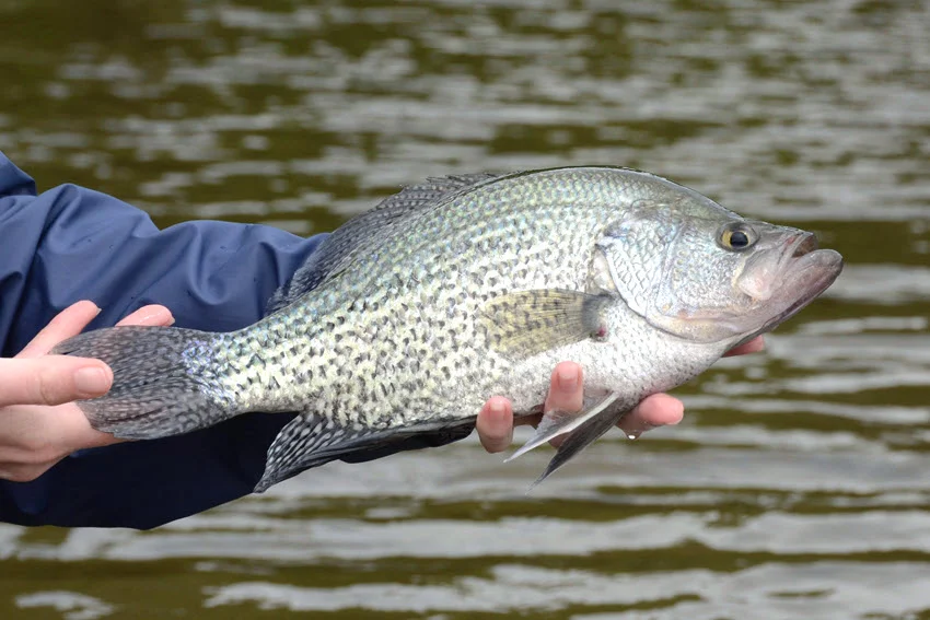 Angler holding a Black Crappie over the water, showing the fish's dark speckled pattern, deep body, and extended dorsal fin.