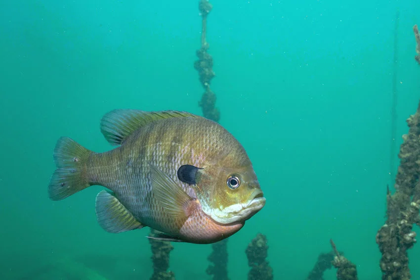 Underwater view of a Bluegill swimming near submerged structure, showing its rounded body, dark ear flap, and blue-green facial coloring.