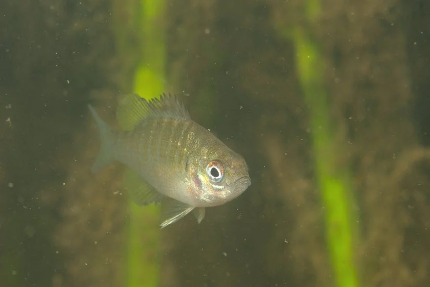 Focused shot of a juvenile Sunfish swimming through shallow freshwater habitat with aquatic vegetation and suspended particles surrounding the fish.
