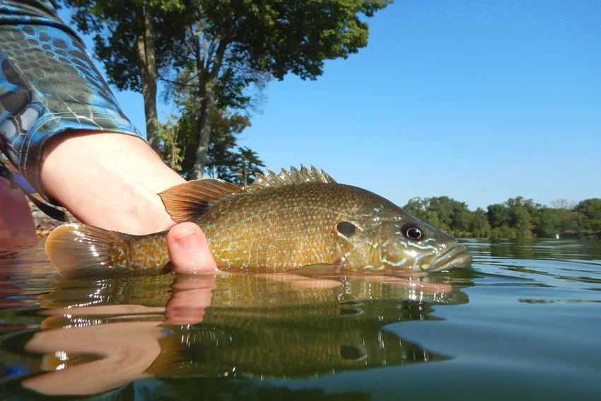 Pumpkinseed Sunfish being released at the water's surface, showing its orange body, blue facial markings, and distinctive dark ear flap.