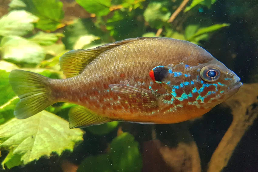 Close view of a Pumpkinseed Sunfish underwater, showing bright blue facial markings, orange coloring, and the distinctive dark ear flap.