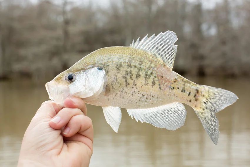 Close view of a White Crappie held beside a lake, showing its pale body, vertical markings, translucent fins, and raised dorsal spines.