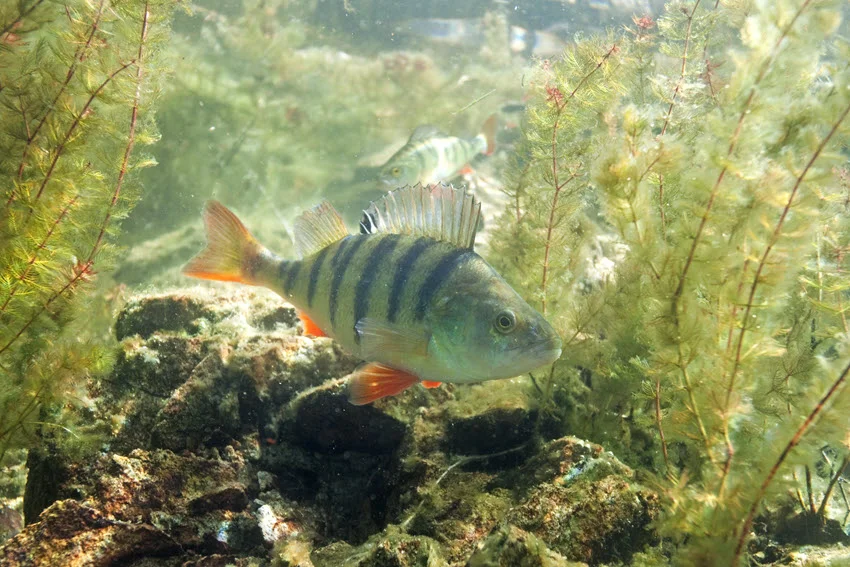 Underwater view of a European Perch swimming through aquatic plants and rocks, showing red fins and dark body bars.