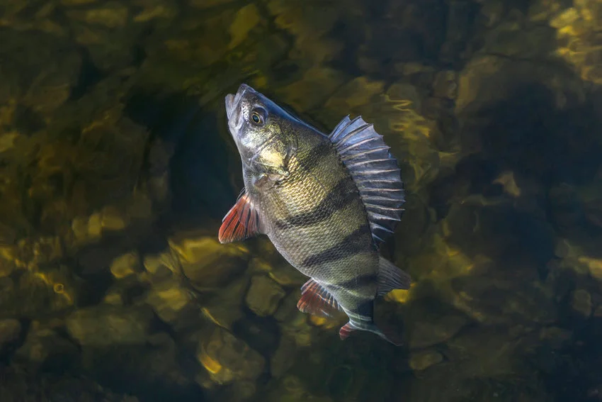 Underwater view of a European Perch near the water surface, with red fins and dark bars over a rocky bottom.