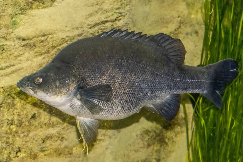 Close view of a Golden Perch, also called Yellowbelly, swimming in an aquarium with a dark body and pale belly.