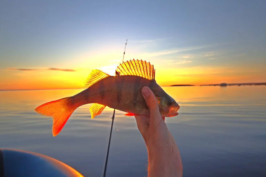 Angler holding a Perch at sunset on calm lake water, with the orange fins and raised dorsal fin visible.