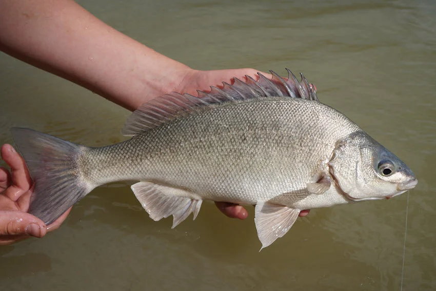 Angler holding a Silver Perch over river water, showing the pale silver body, spiny dorsal fin, and rounded profile.