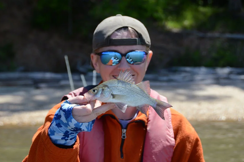 Angler holding a small White Perch on a sunny day, with silver sides and a spiny dorsal fin visible.