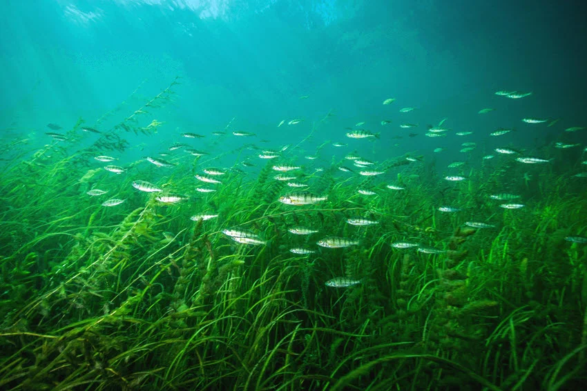 Underwater view of Yellow Perch schooling through freshwater weeds, showing small striped bodies moving together in clear green water.