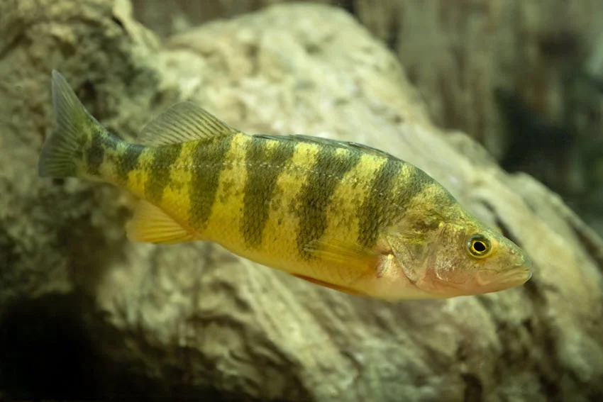 Focused shot of a Yellow Perch swimming near rocky cover, with dark vertical bars and yellow fins visible.